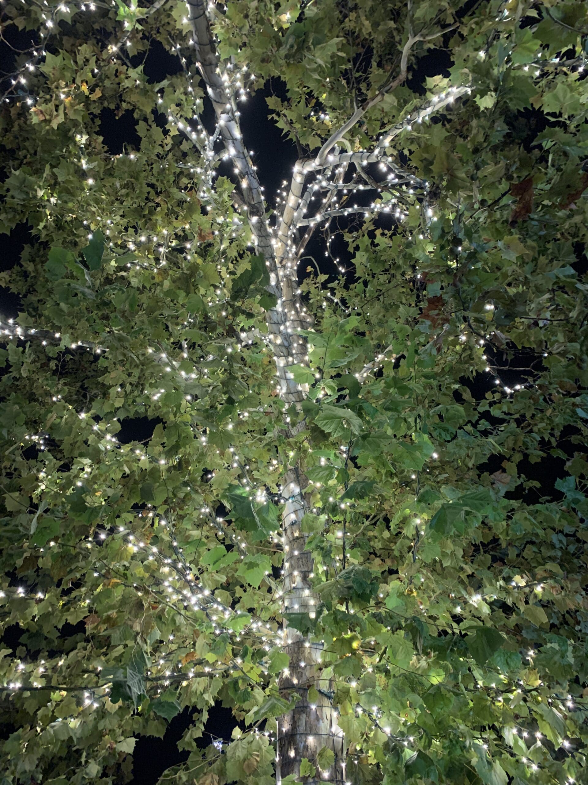 Tree Landscape Lighting Franklin, TN